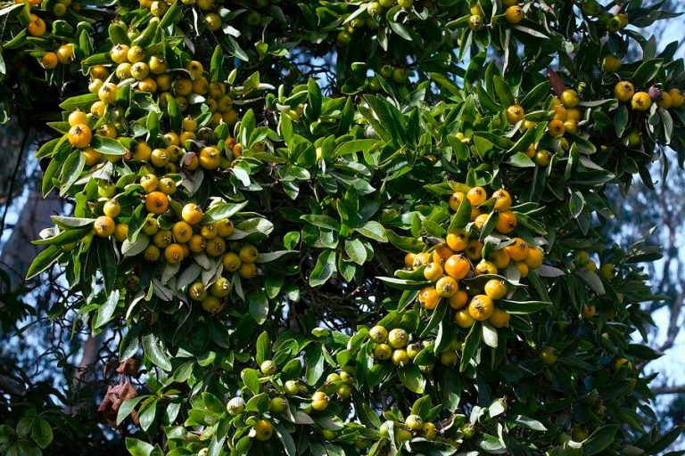 Tejocote (Crataegus mexicana)